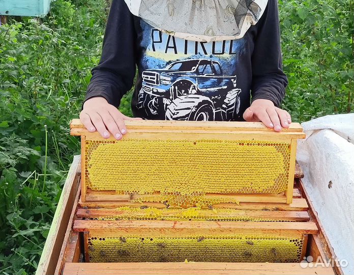 Липовый мед, мёд майский Доставка