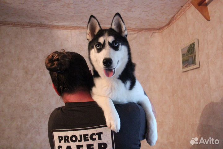 Щенок, девочка, 5-6 месяцев в добрые руки