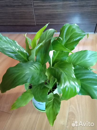 Комнатные растения