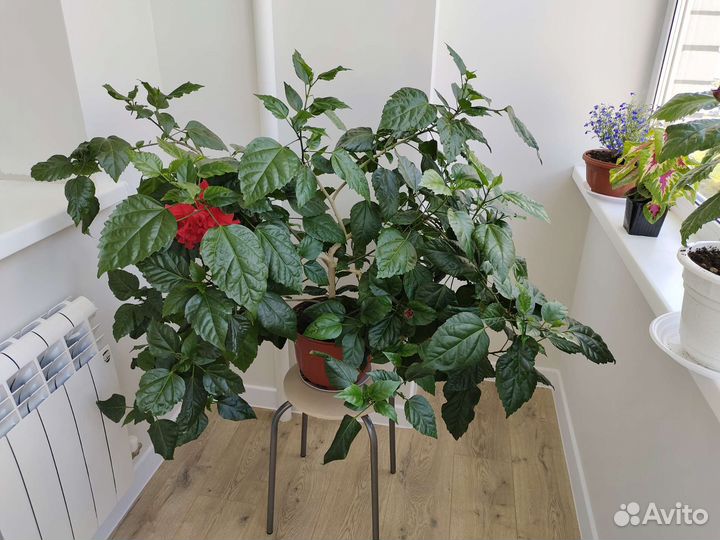 Китайская роза махровая, красная (Hibiscus)