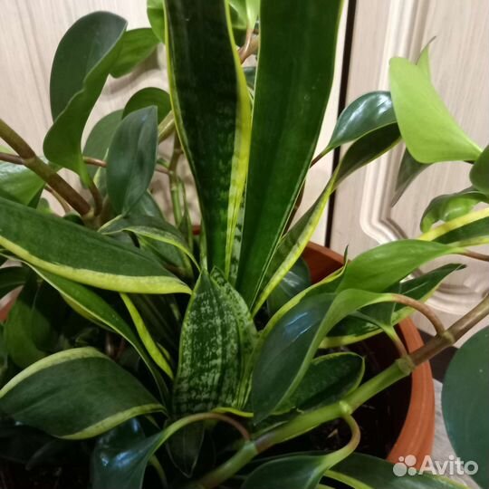 Цветочный микс