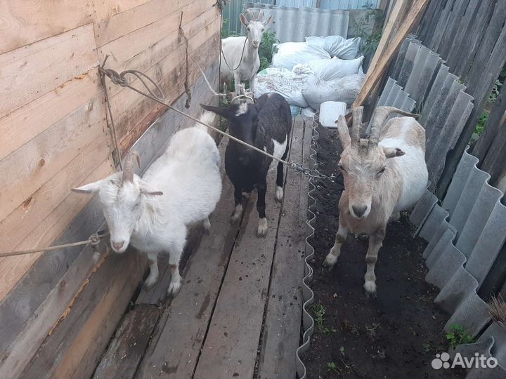 Козы дойные