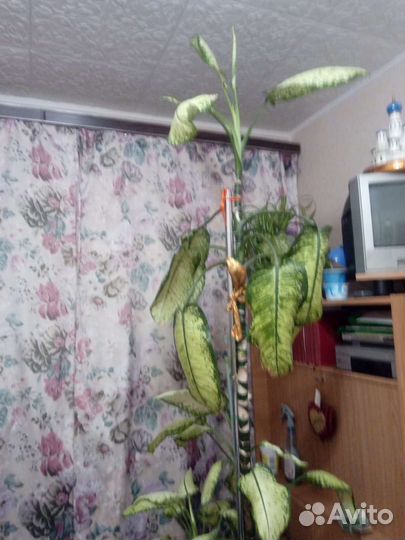 Диффенбахия