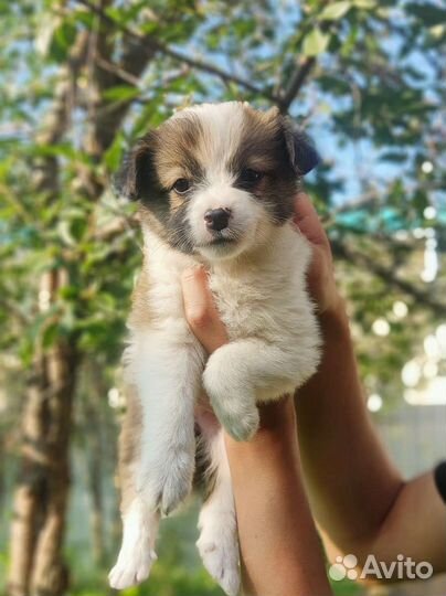 Красивые щенята девочка