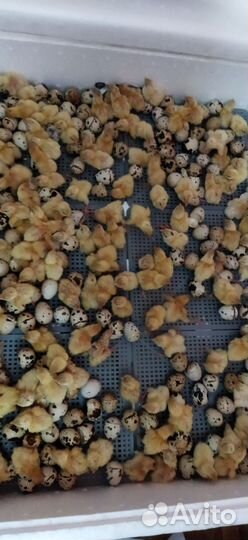 Перепелиная продукция