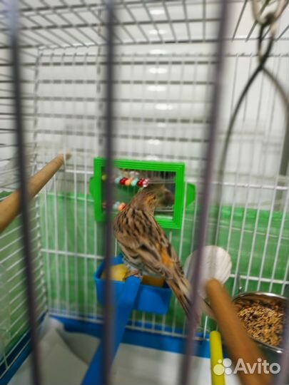 Канарейка- самочка