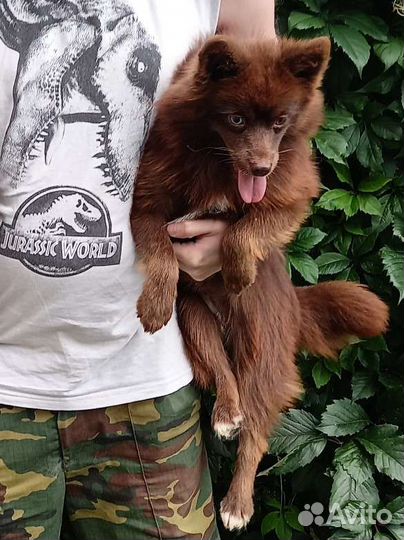 Шоколадная девочка Помски