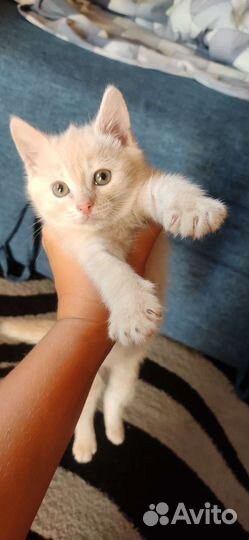 Кошка в дар бесплатно