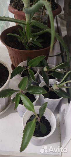 Каланхоэ лечебный