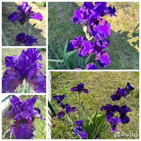 Ирис бородатый