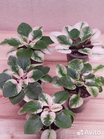 Детки сортовой фиалки(мини)