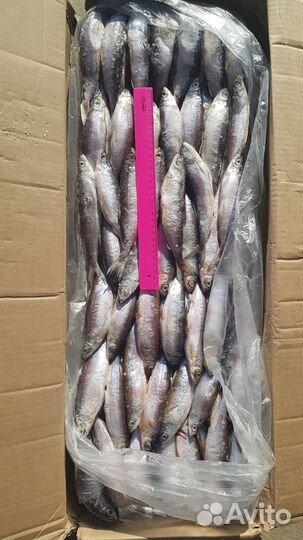 Лещ с/м 800-1500 1500+