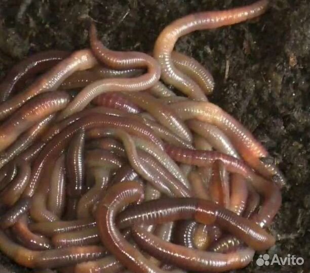 Червяки, выползки