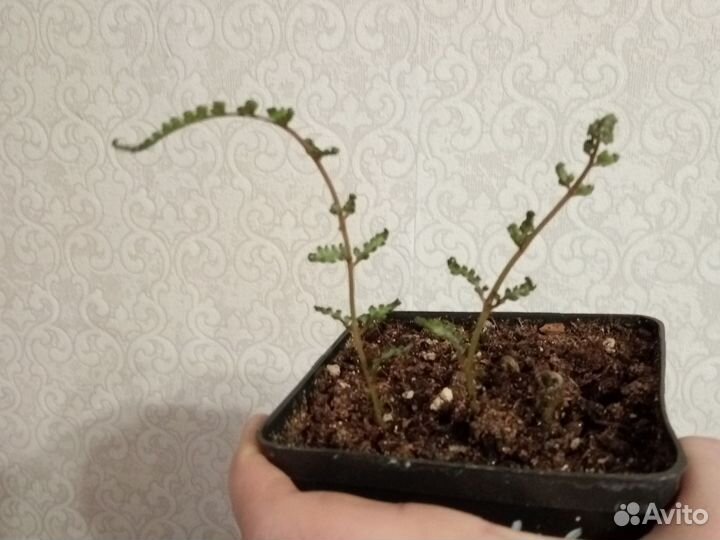 Кочедыжник