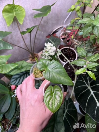 Алоказия дыхание дракона и другие