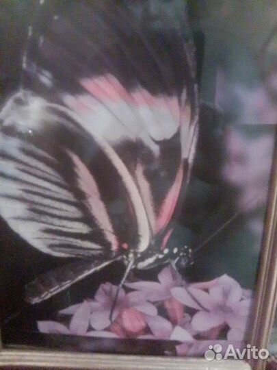 Рамка плюс фотография