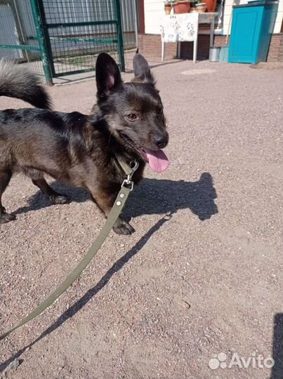 Маленькая собака в добрые руки