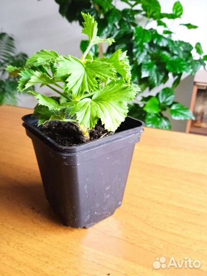 Королевская пеларгония