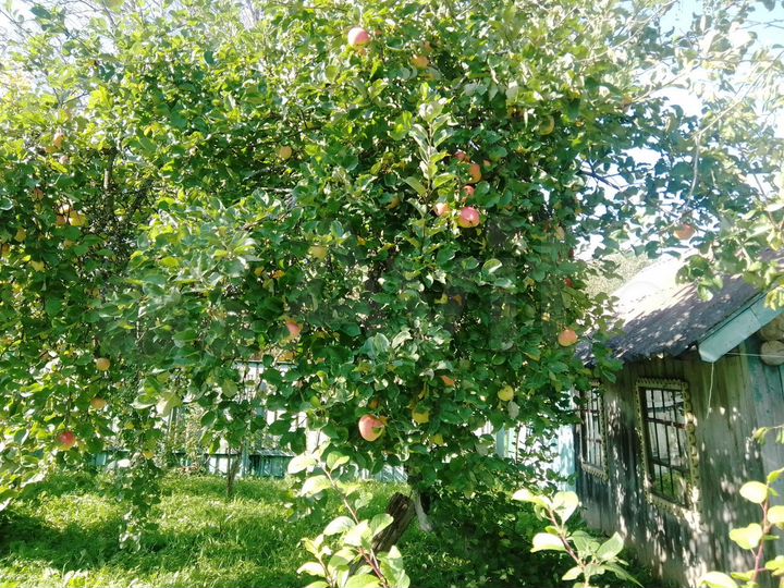 Дом 67,7 м² на участке 50 сот.