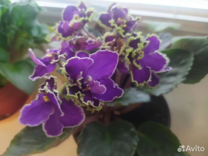 Фиалка лист