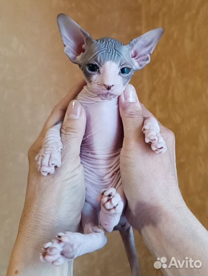 Котята канадского сфинкса
