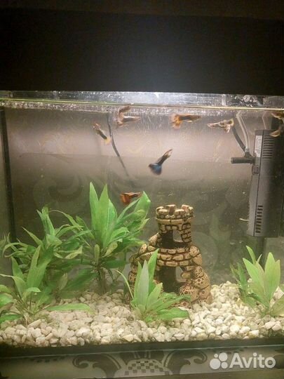 Аквариум с оборудованием