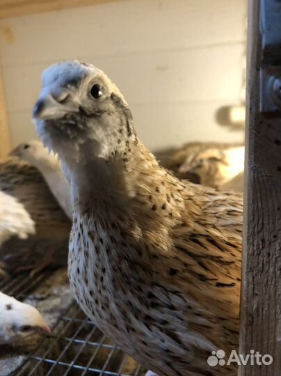 Яйца перепелиные домашние и инкубационное