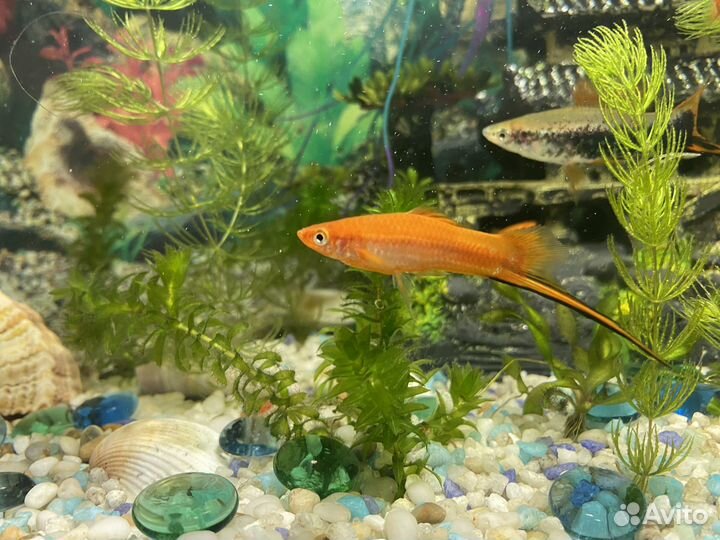 Аквариумные рыбки