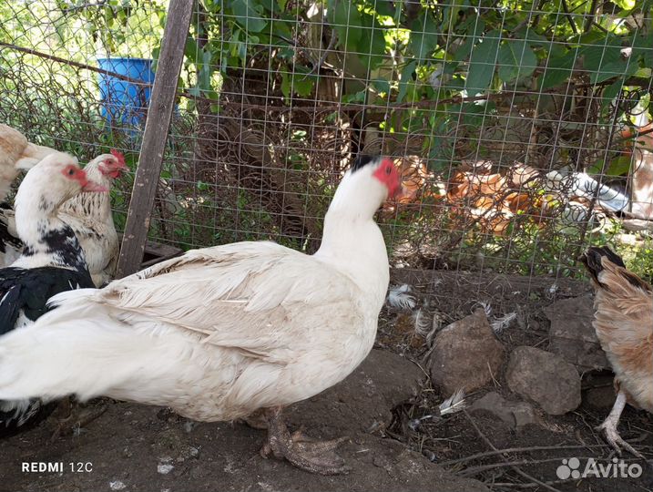 Мускусные утки тяжелые линии