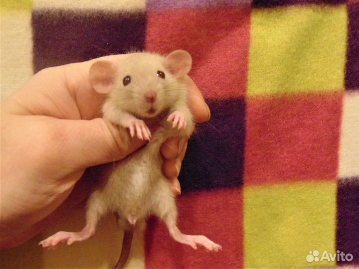 Крысы, крысята дамбо от заводчика, клетки, гамак