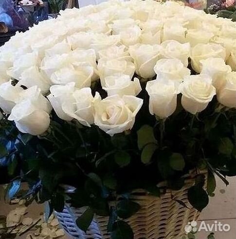 Высокие Розы Гиганты Доставка Круглосуточно