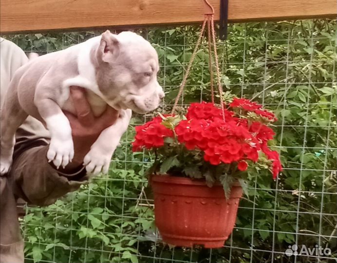 Американский булли покет, стандарт