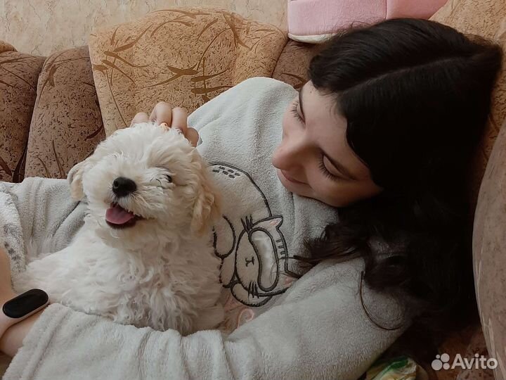 Передержка собак и кошек