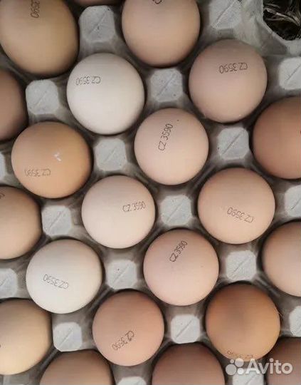 Инкубационное яйцо