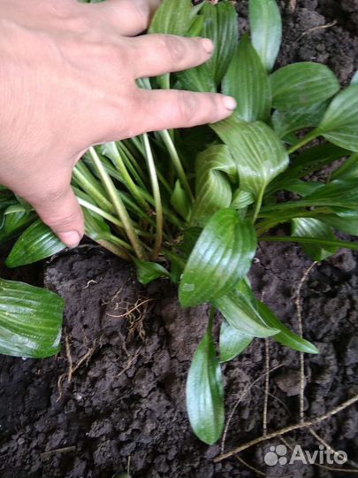 Хоста кустик