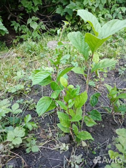 Лимонник китайский