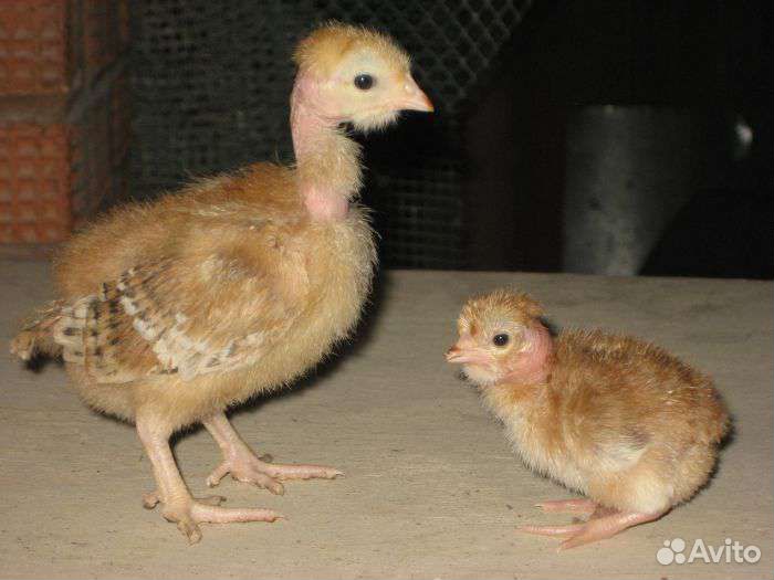Куры цыплята