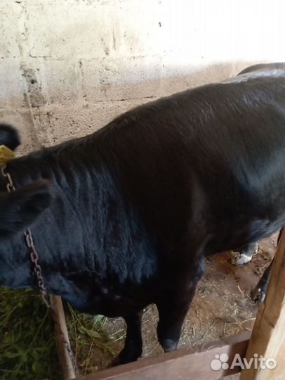 Нетель 1.5 года