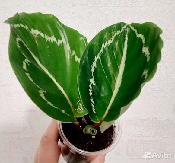 Калатея Эппл Би