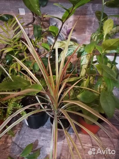 Комнатные растения