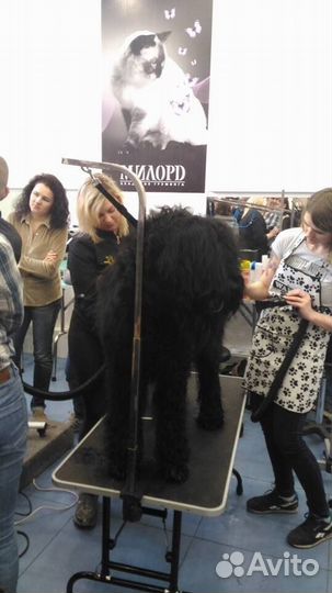 Стрижки кошек и собак груминг выезд на дом