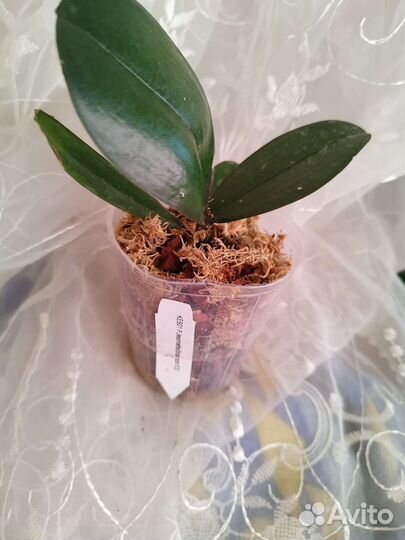 Орхидея Phal. Jeannette Brandon