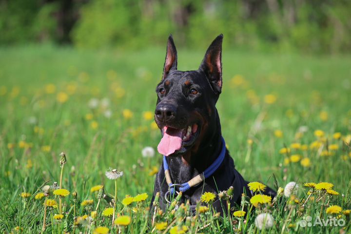 Гостиница для собак