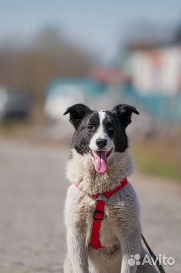 Метисы хаски 11 месяцев в дар в добрые руки