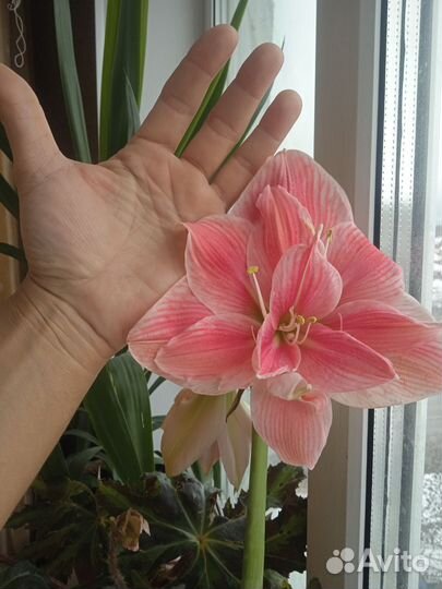 Гиппеаструм