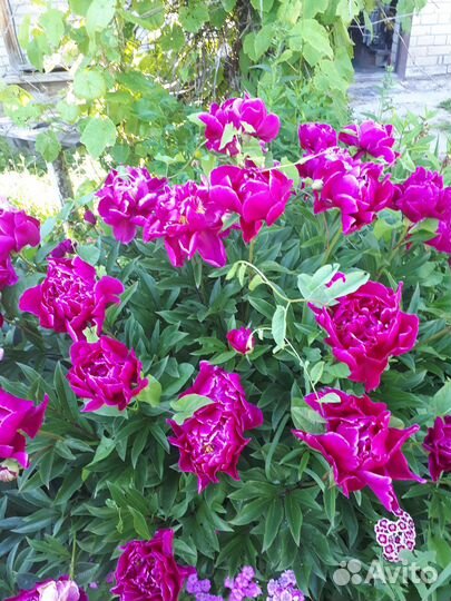 Саженцы пиона