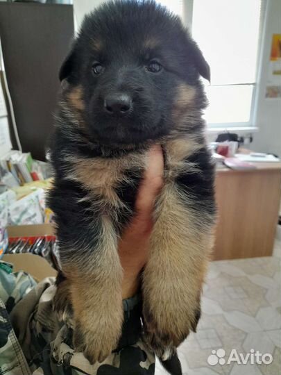 Щенки немецкой овчарки