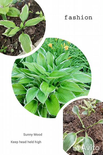 Хосты сортовые