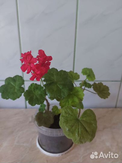 Пеларгония герань