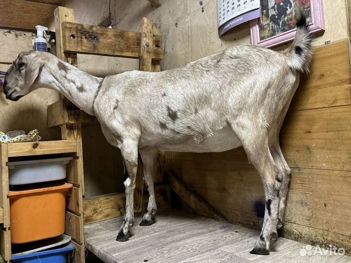 Козы козочки козлы Англо-нубийские камерунские